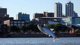 An invasive silver carp flies through the air over the Illinois River.
