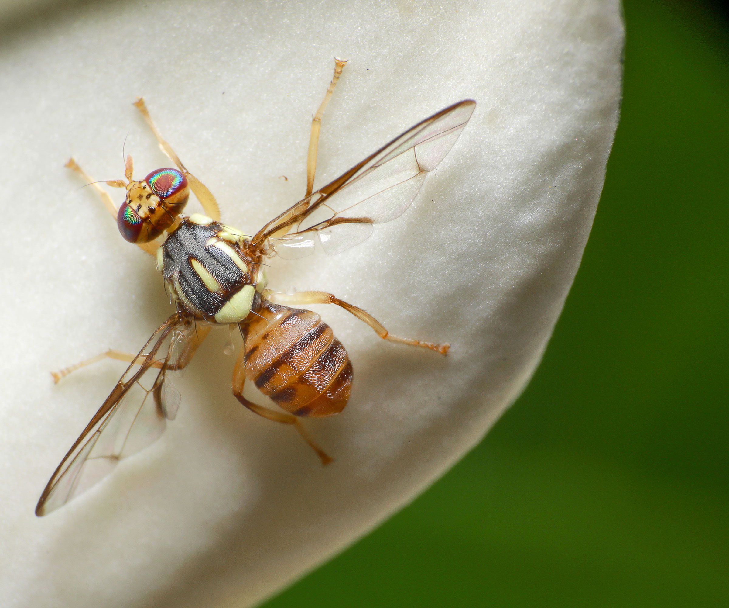 Oriental fruit fly on white petal in detail