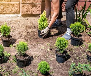 Placing shrubs on the soil before planting