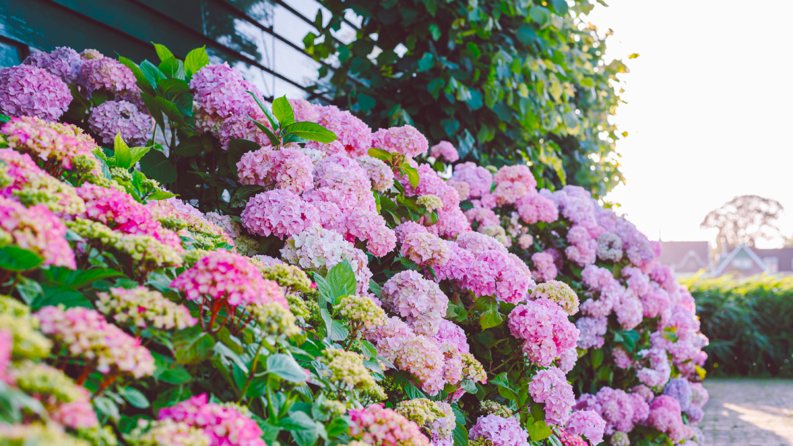 Pink mophead hydrangeas next to house