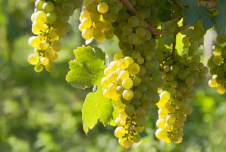 Aligote wine grapes