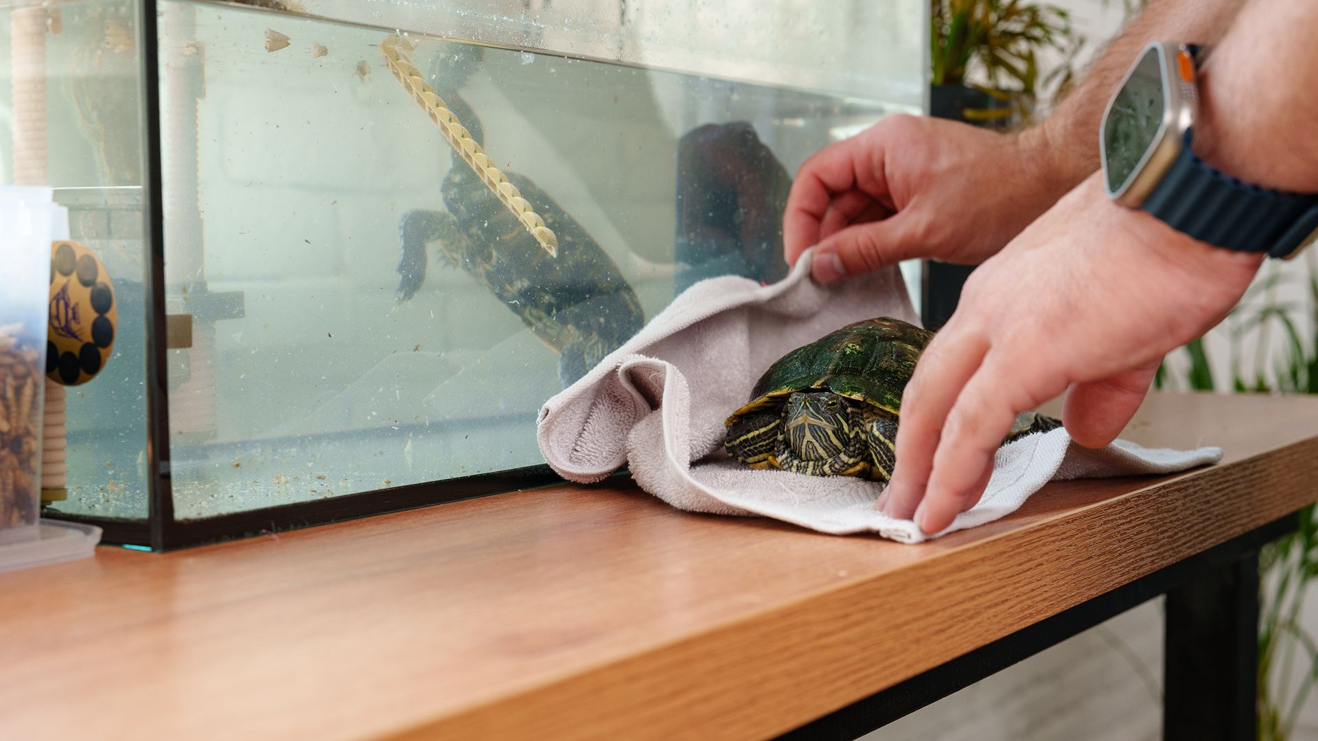 Man taking turtles out of tank to clean