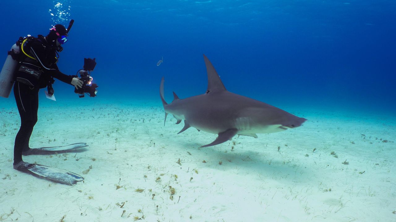Dan Abbott with whales and sharks