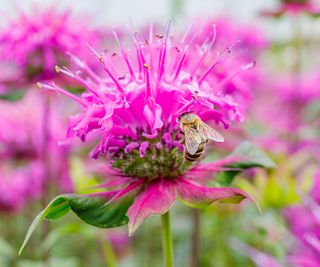 bee resting on pink monarda bee balm flower