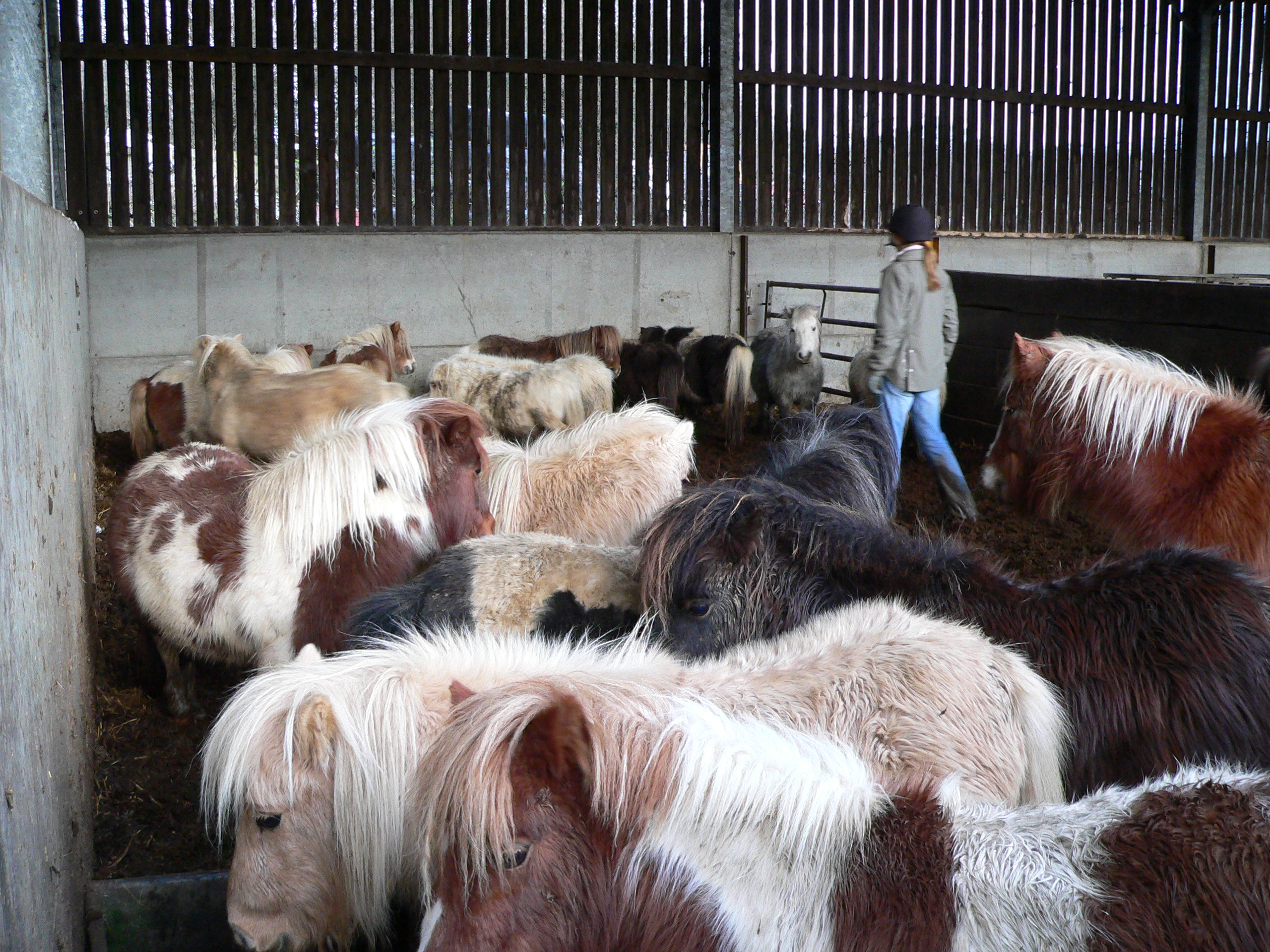 redwingshorsesanctuary_46203765343.jpg