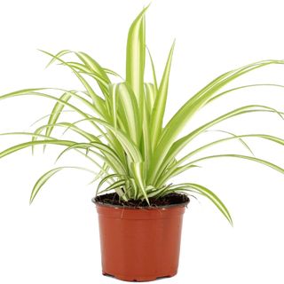 Amazon Spider Plant