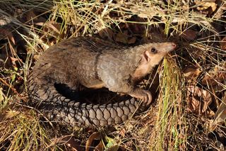 The African white-bellied pangolin is the most common pangolin in Africa. Now listed as vulnerable on the IUCN's list of threatened species, the creature is thought to be declining in Ghana and Guinea, and close to extinction in Rwanda. [Read full story]