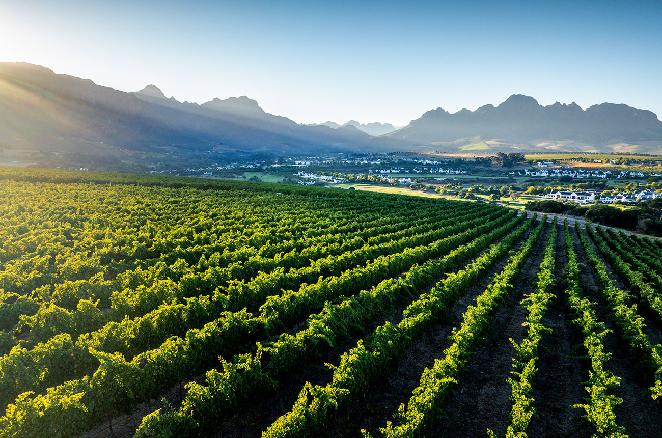 Stellenbosch vineyards in South Africa