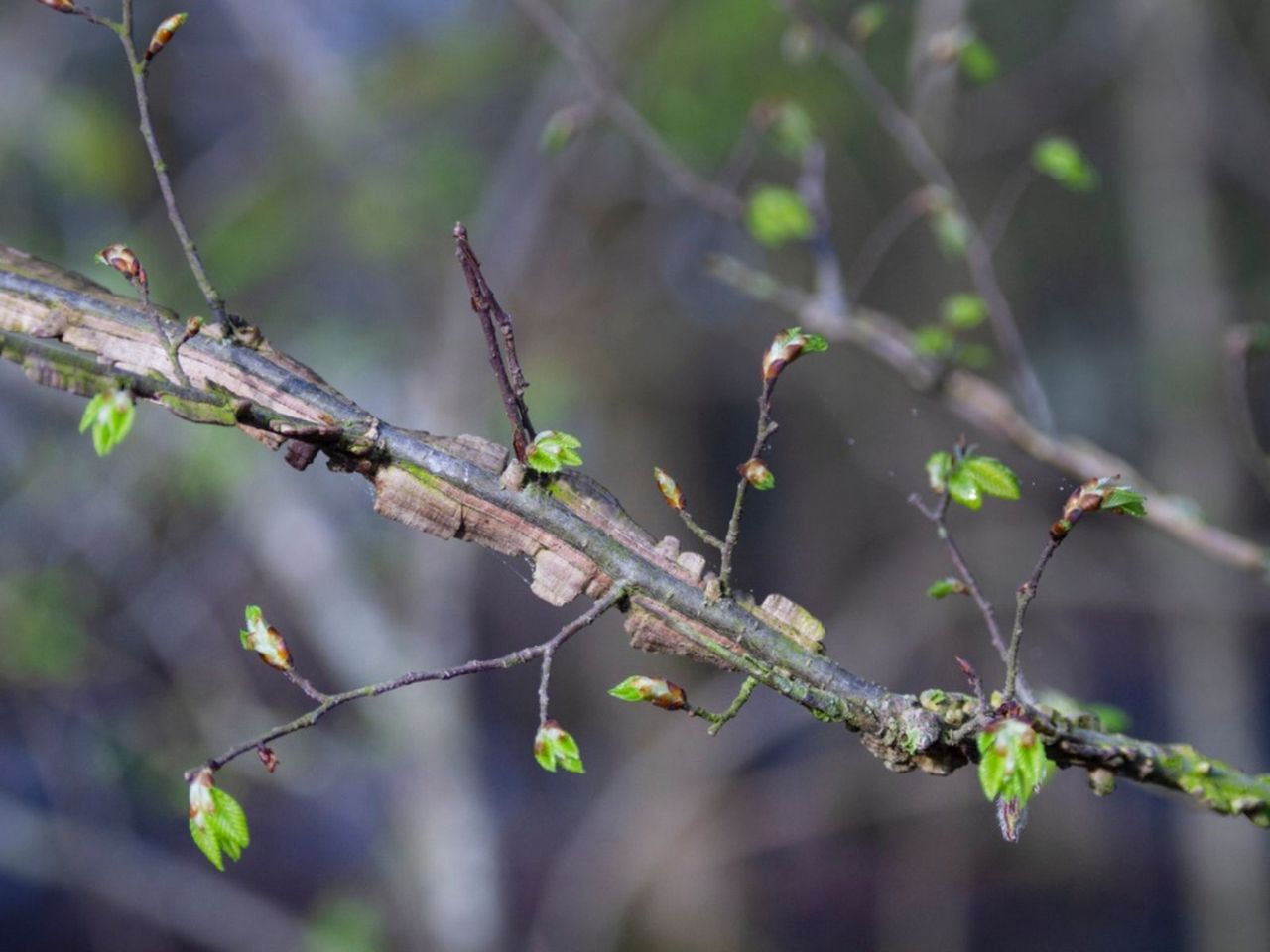 Winged Elm Tree