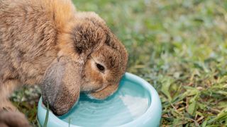 Rabbit drinking water out of a water bowl