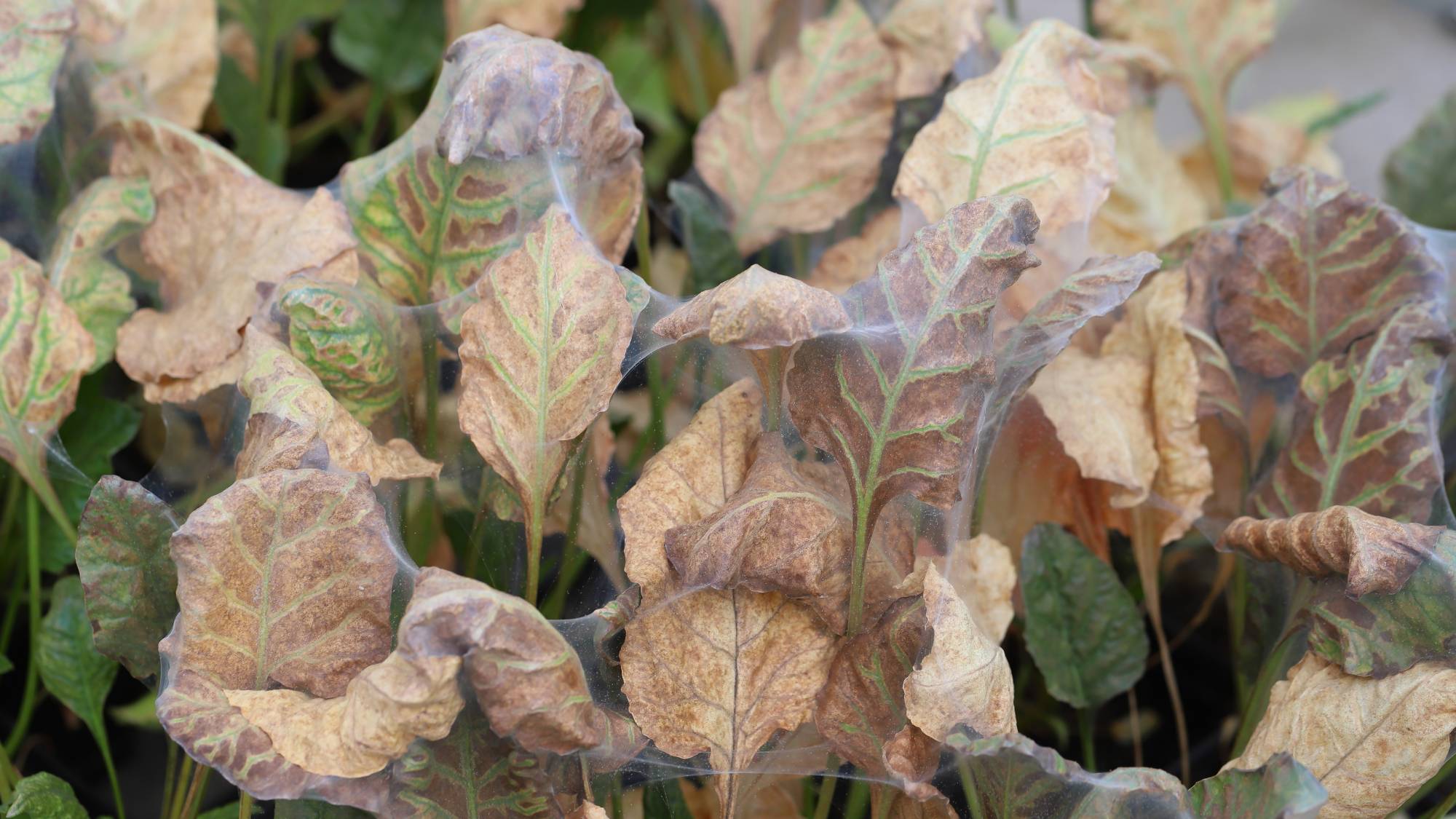 Spider mite infestation killed plants