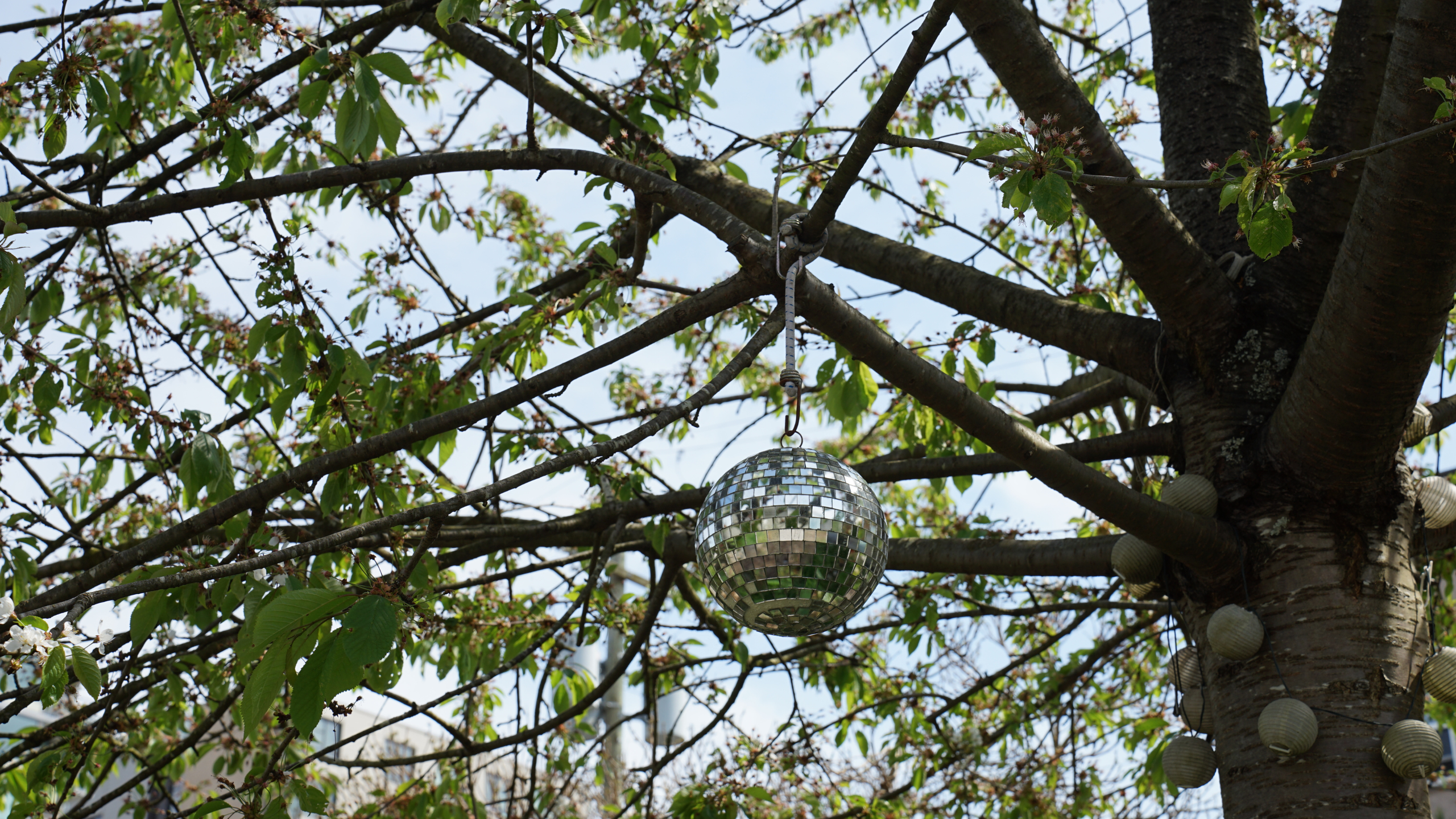 Gardeners are sticking disco balls in their gardens to get rid of pests – and no, it’s not as bonkers as it sounds