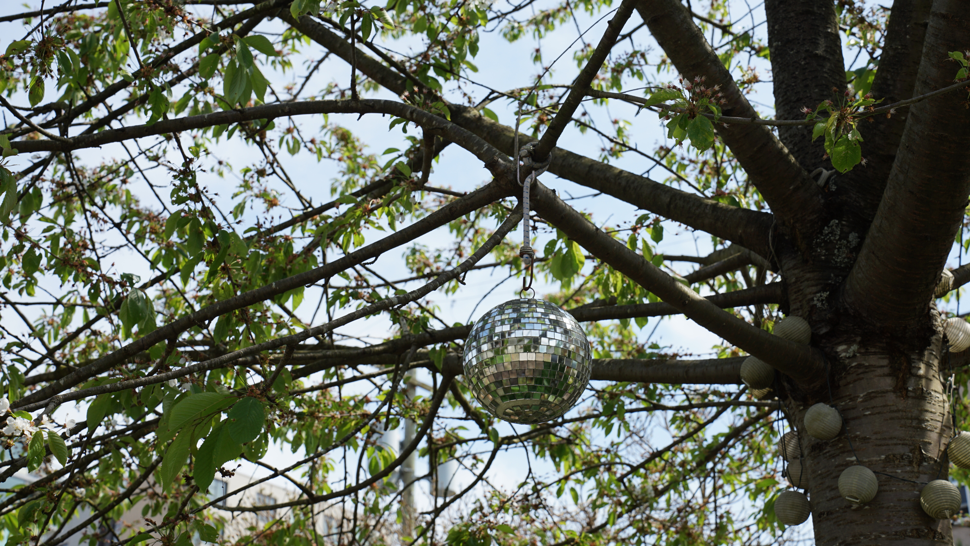 Disco ball hanging from tree.