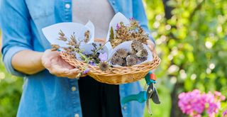 Person collection flowering seed heads for propagating plants