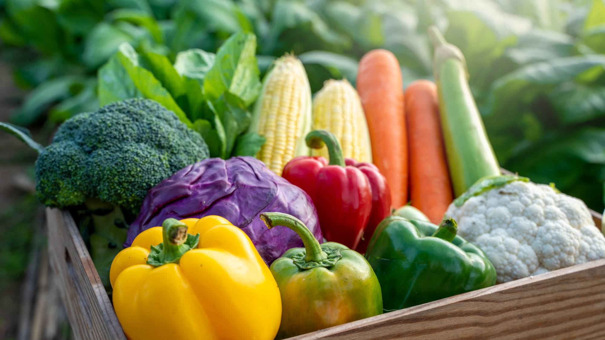 Vegetable harvest