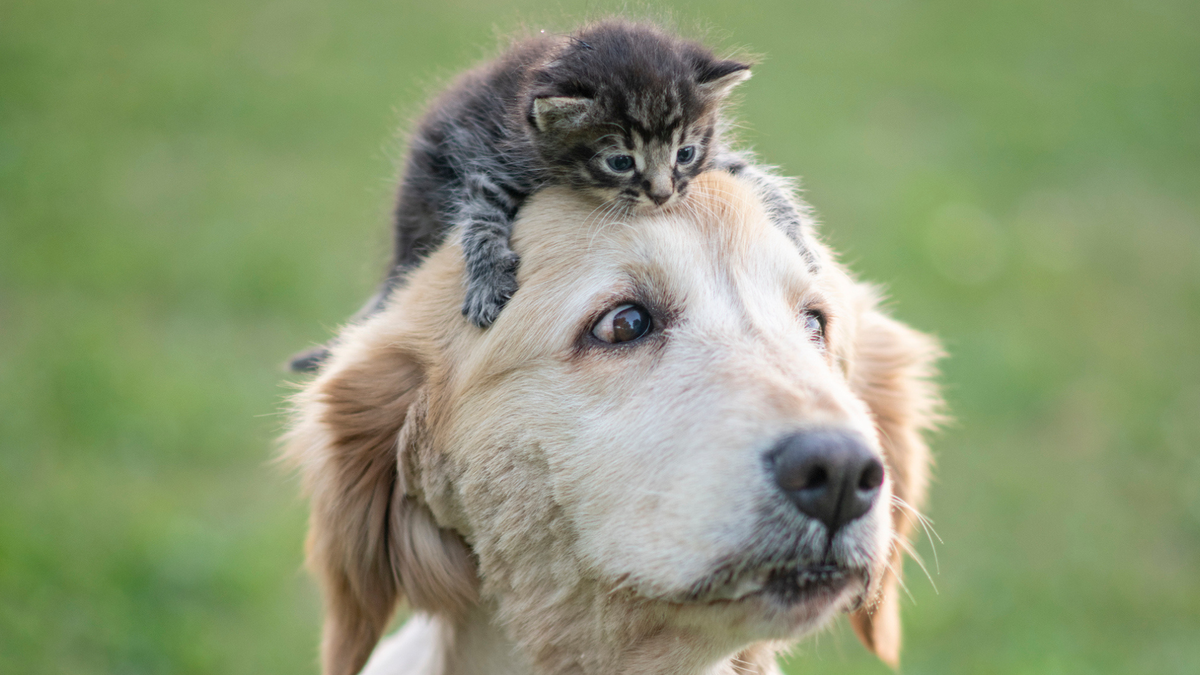 Small kitten on top of a dog&#039;s head