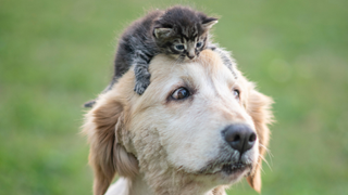 Small kitten on top of a dog's head