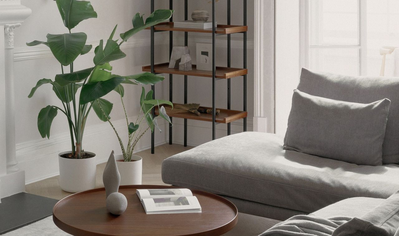 A minimalist interior with banana plant