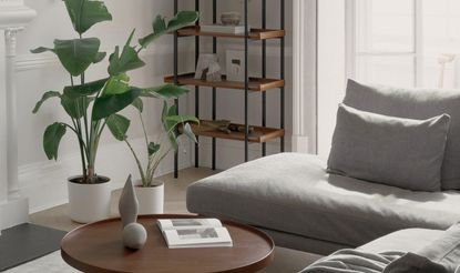 5 Indoor Plants That Minimalists Love | Livingetc