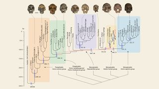 A newly constructed family tree showing the Harbin skull (Dragon man) on a new lineage of early humans.