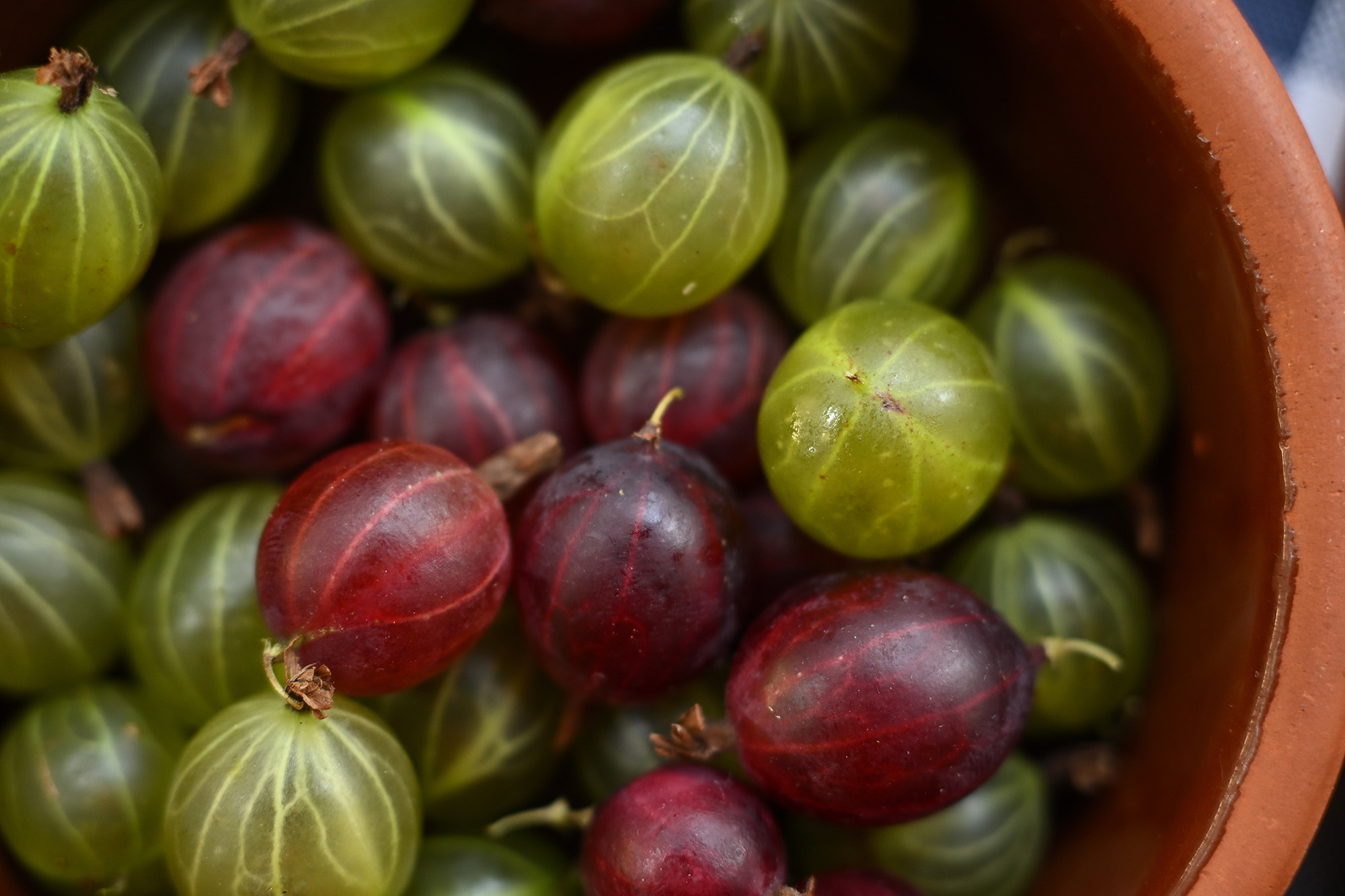 Berries in a fruit bowl