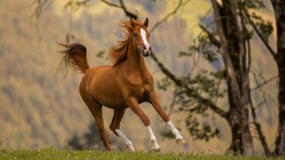 chestnut horse galloping