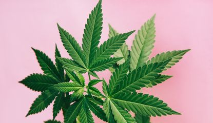 A cannabis plant on a pink background