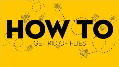 An image with yellow background and vectorized graphic of flies buzzing around black text