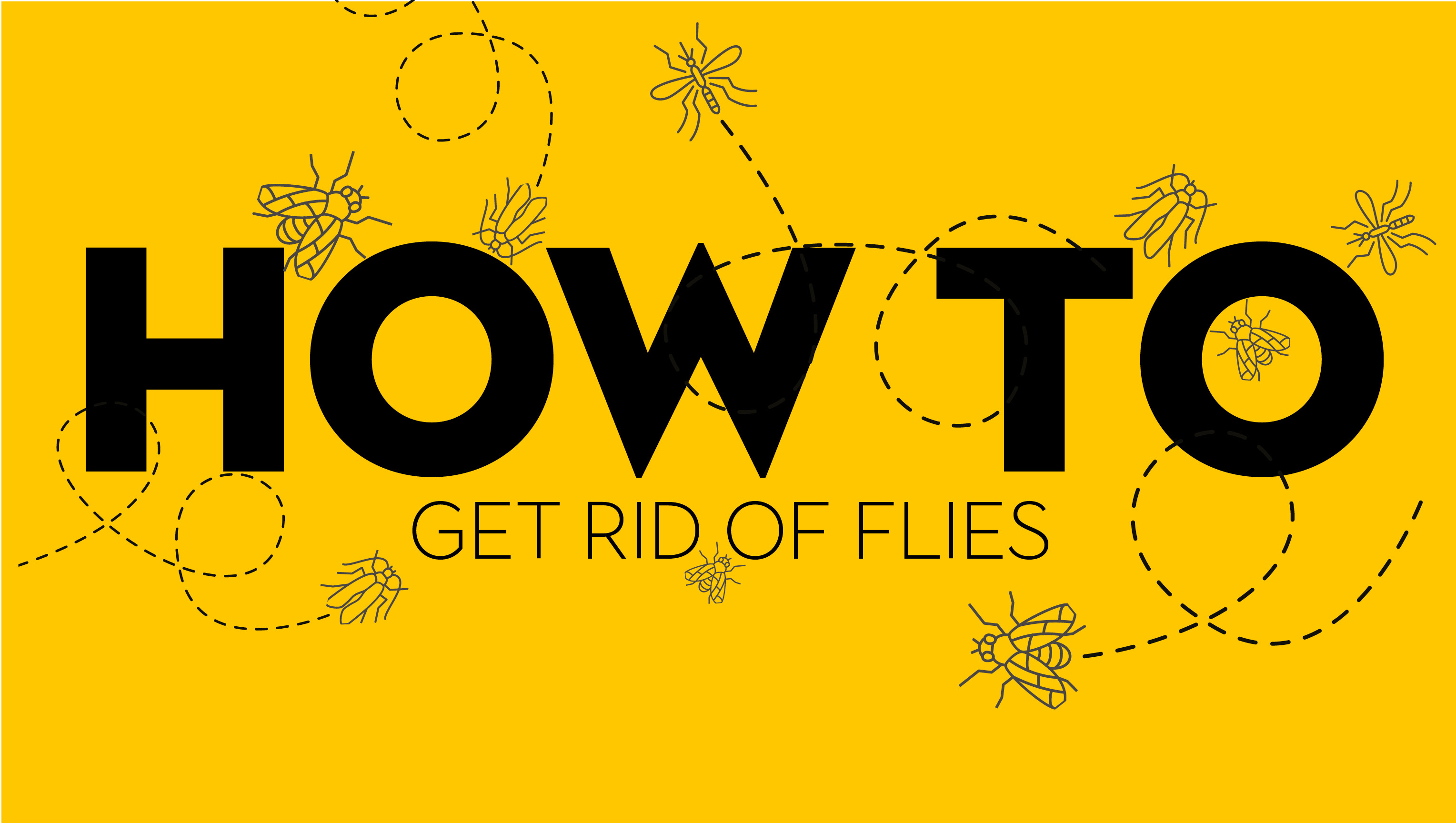 How to Get Rid of Flies Indoors