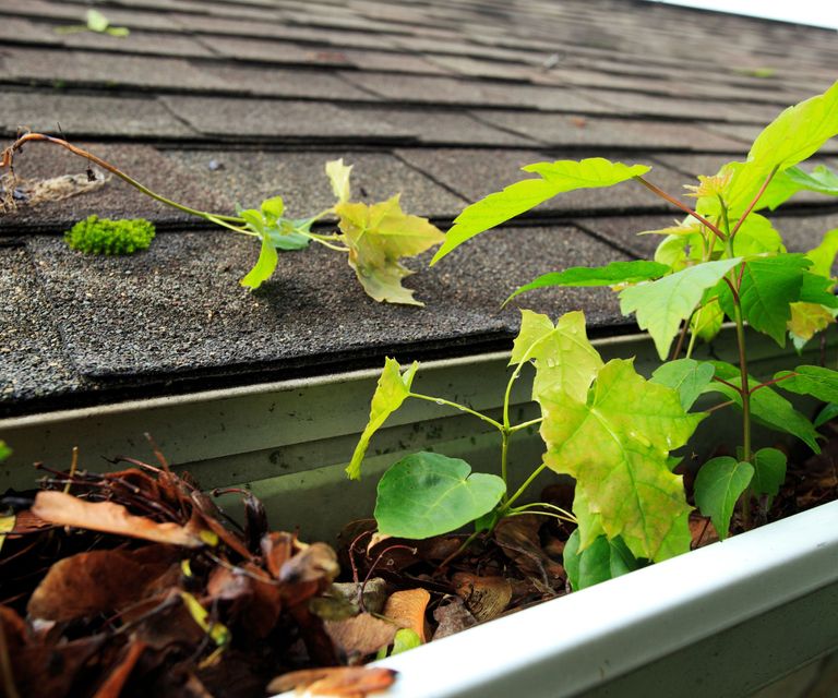 When is the best time to clean gutters? Our experts have the answers