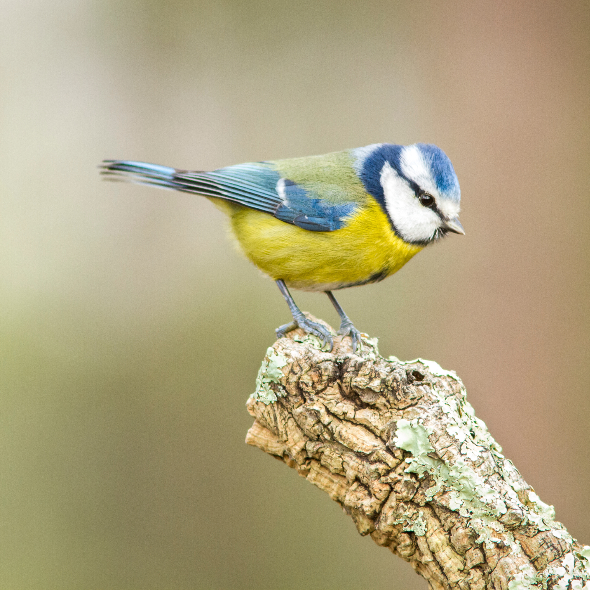 Close up of a blue tit on a log.