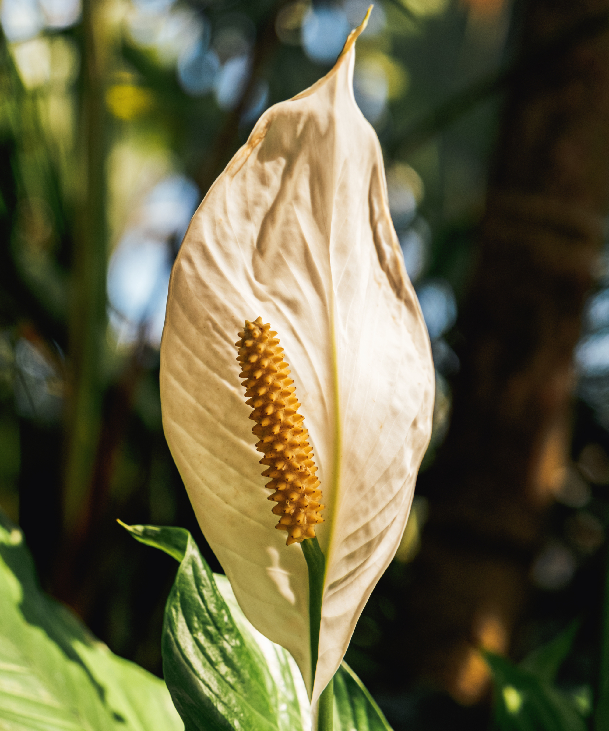 A peace lily flower starting to brown because of underwatering.