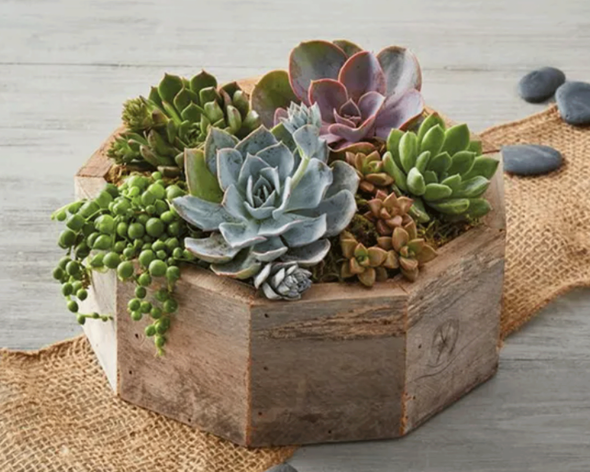 来自奥普拉访谈,梅根访谈,哈里访谈,梅根和哈里访谈的花园家具