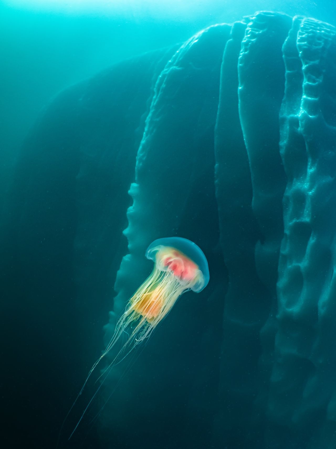 a photo of a colorful jellyfish swimming past an iceberg