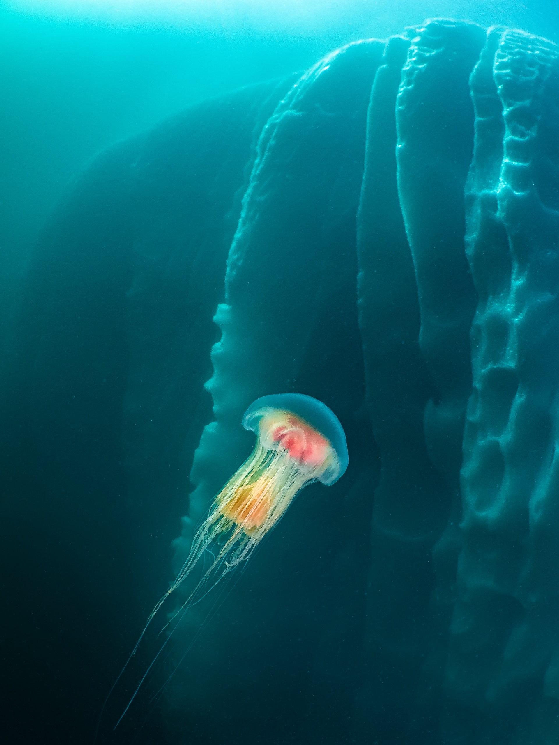 a photo of a colorful jellyfish swimming past an iceberg