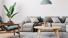Grey living room with sofa and plant