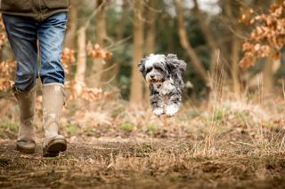 Jonnie Hearn and his Tibetan Terrier Skye