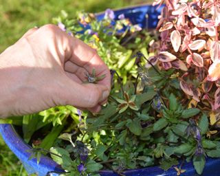 Deadheading a viola in a container