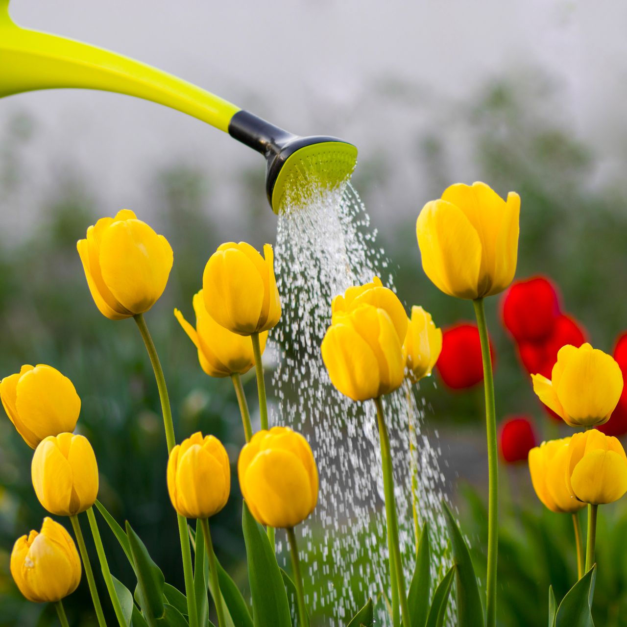 watering yellow tulips