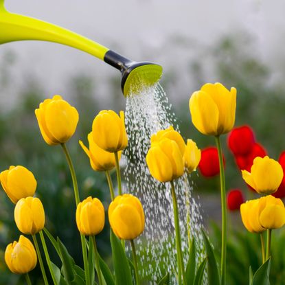 watering yellow tulips