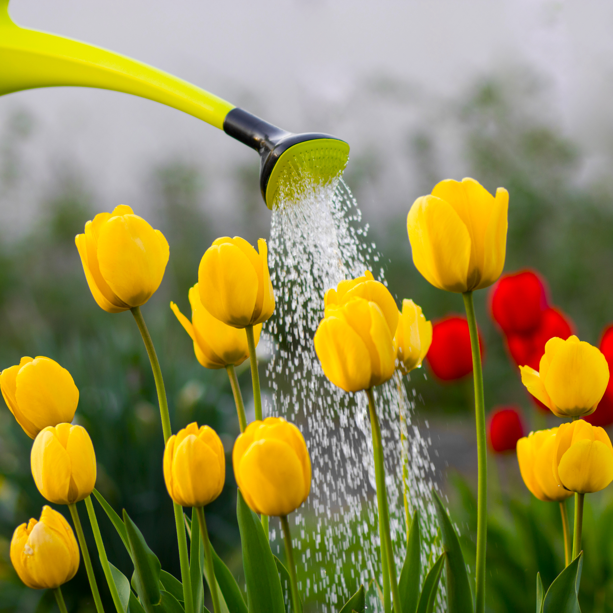 watering yellow tulips