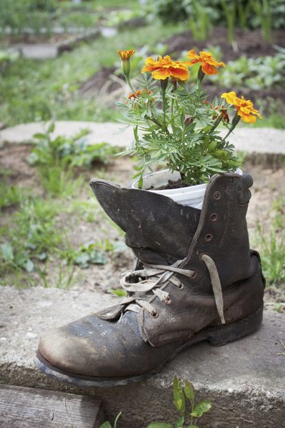 Potted Flowers Growing Out Of A Boot In A Garden