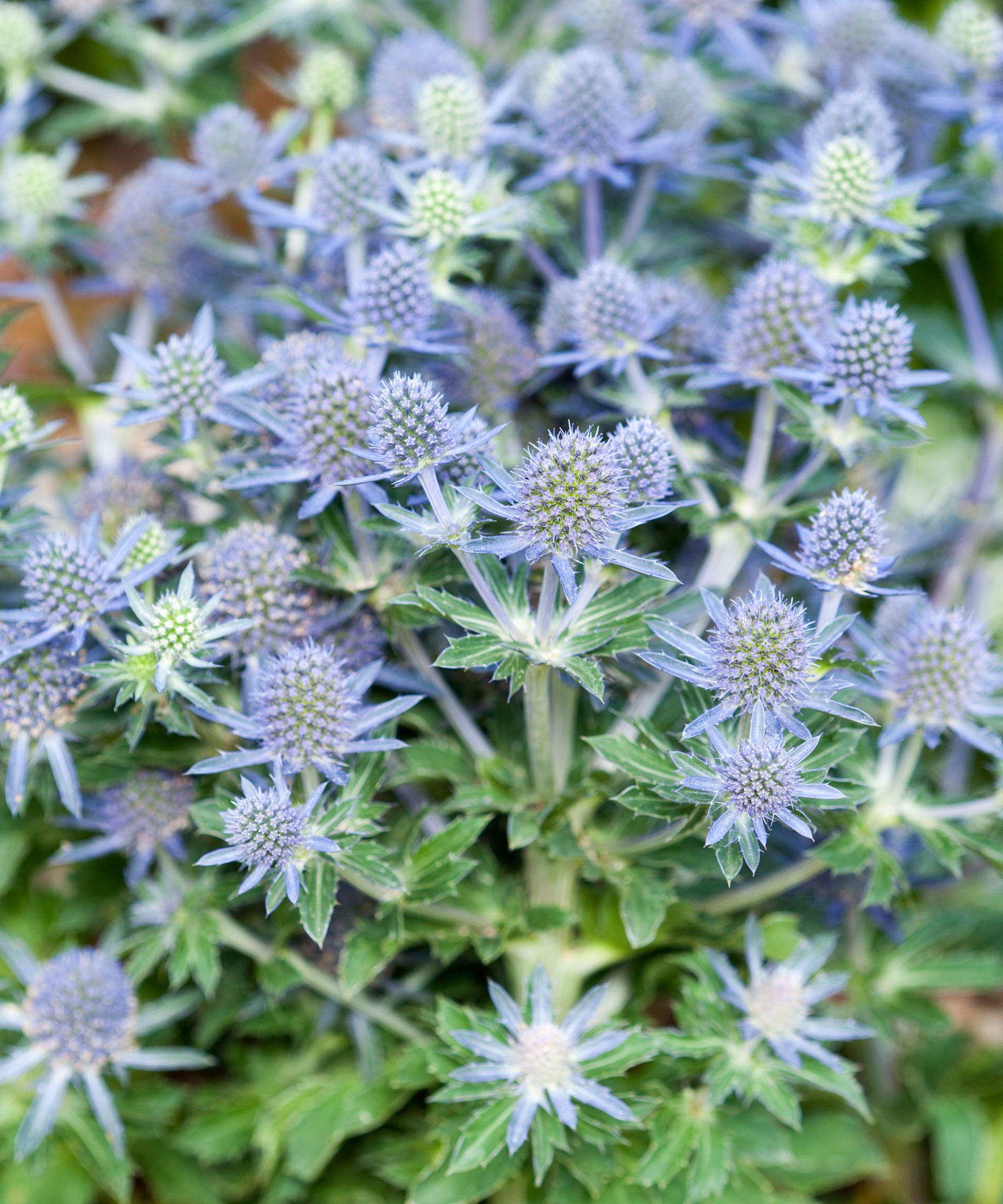 sea-holly-varieties-16-types-of-eryngium-to-grow-yourself-gardeningetc