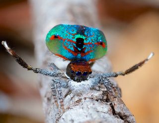 The peacock spider Maratus mungaich. Otto films these spider with the video option on his DSLR, a Canon 7D with a 100 mm macro lens.