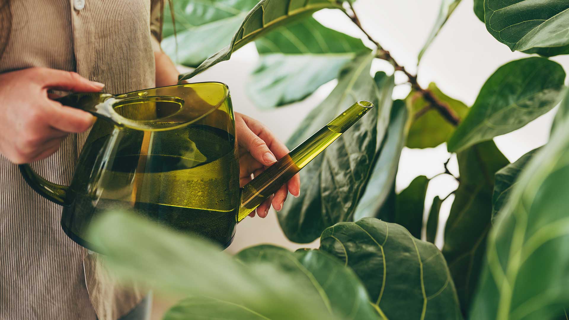 watering houseplants