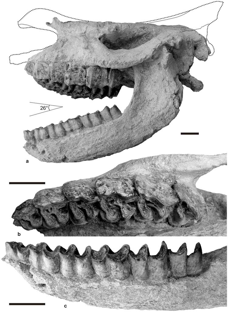 rhino fossils found preserved in volcanic ash.