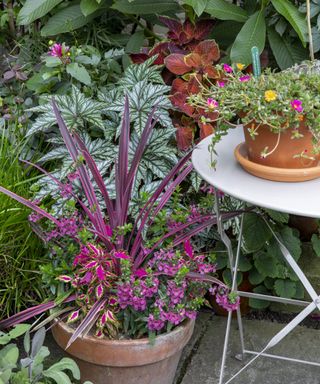 vibrant Cordyline 'Pink Passion', Coleus ‘Pink Chaos’ and cerise Summer snapdragon