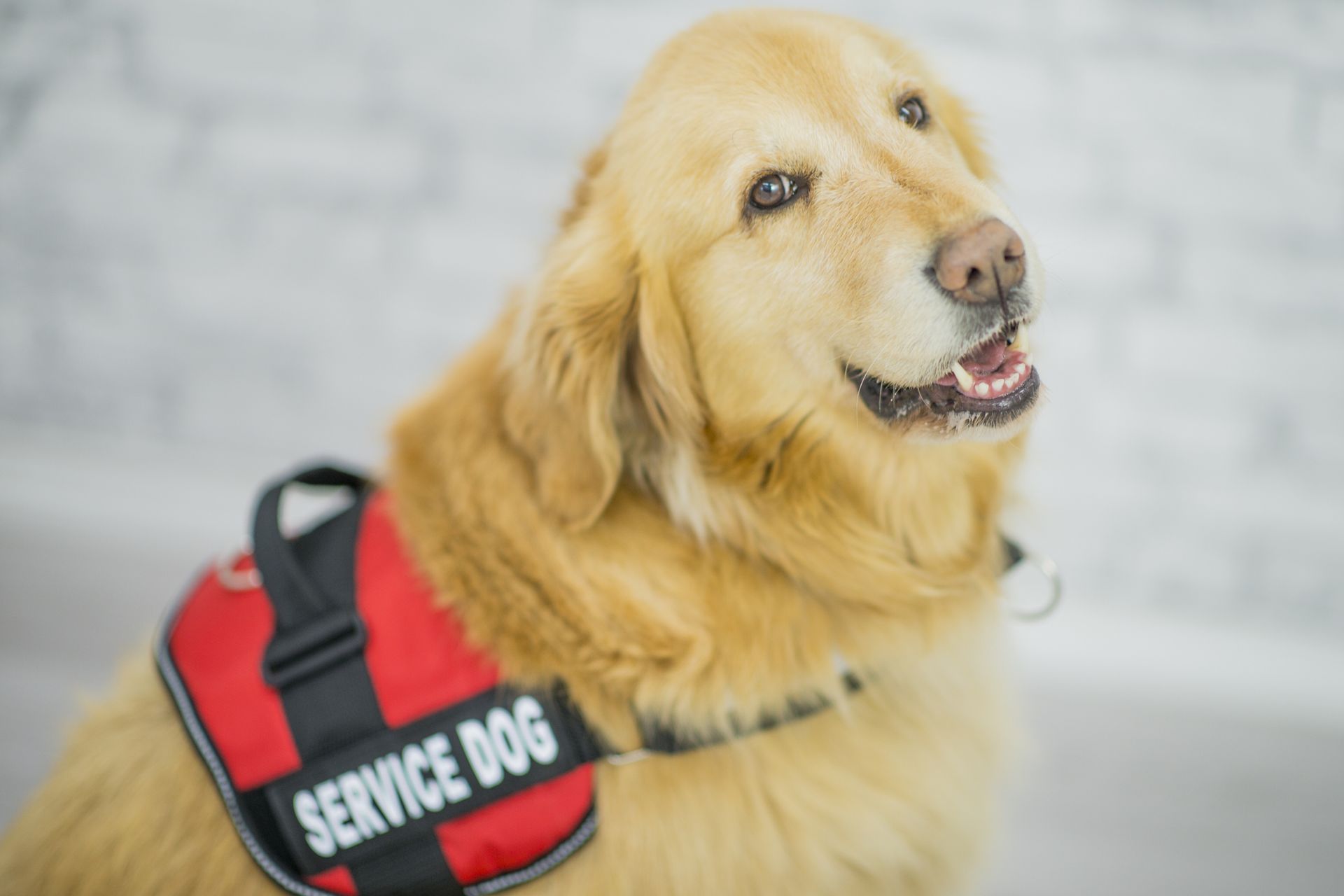 A purebred golden retriever dog is wearing an animal harness to indicate that it is a service dog.