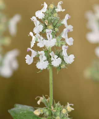 white flowers of Nepeta cataria