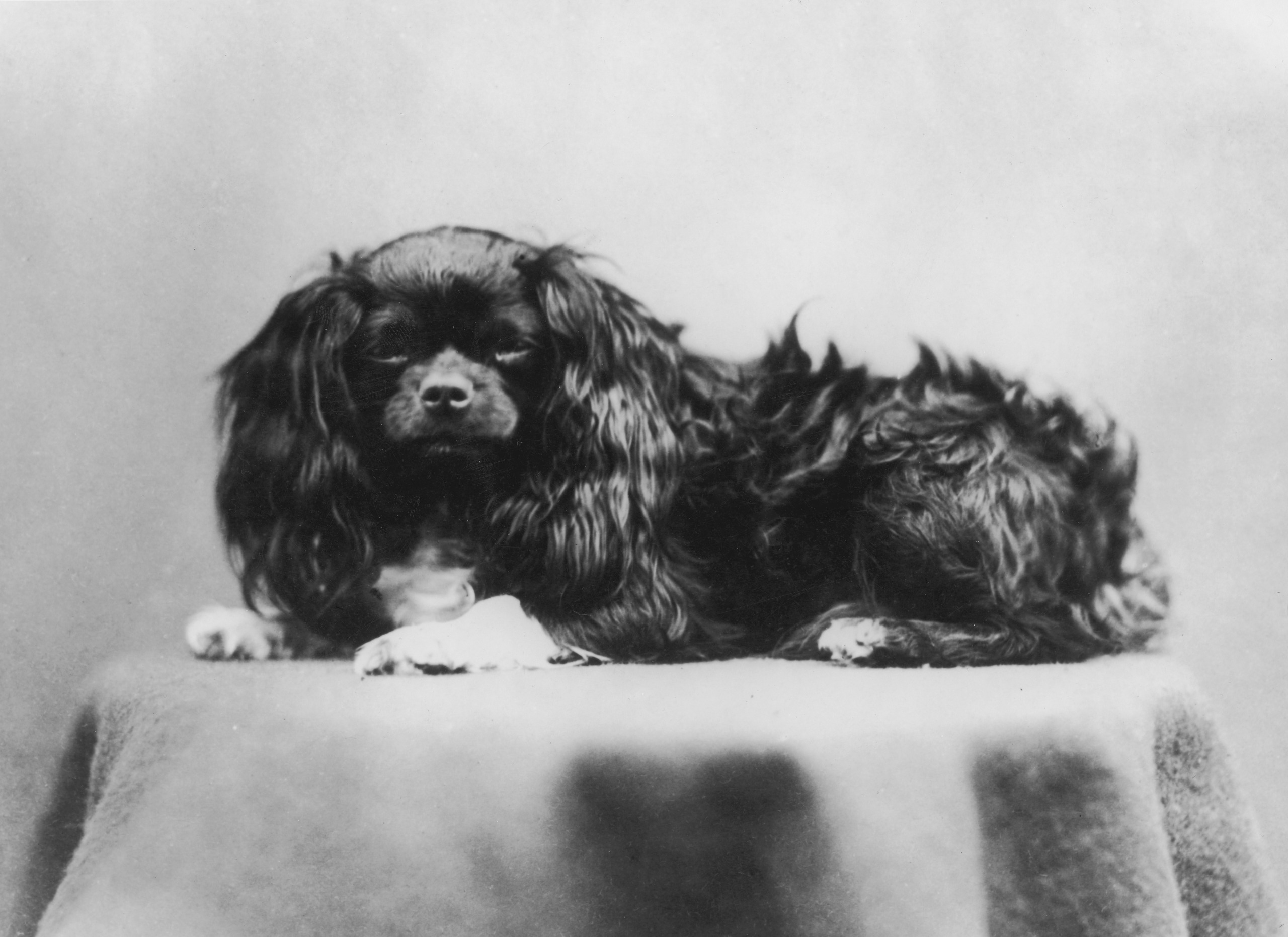 A calotype portrait of a spaniel type dog, 1844